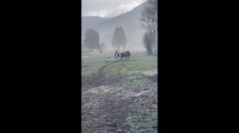 the horses in the morning at the petit ranch