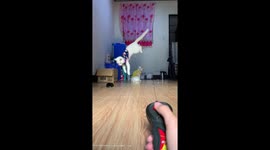 Owner pranks pet cat with remote controlled rat