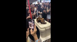 Adorable Calico cat draws admiring crowd of pet lovers