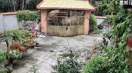 Elephant breaks gate to enter family's home