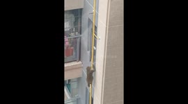 Agile monkey climbs high-rise condo in China