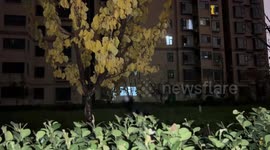 Border Collie suddenly jumps out from the bushes in Shanxi, China