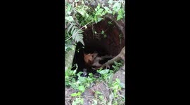 Dog Rescued from Water Well