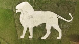 UNCAPTIONED: Whipsnade Zoo's white lion gets its chalk skin stomped