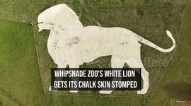 Whipsnade Zoo's white lion gets its chalk skin stomped