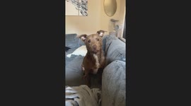 Telling My Dog a Joke and Laughing Obnoxiously