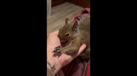 Pet Squirrel Comes To Owner For Comfort