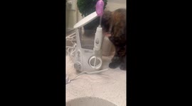 Caught My Cat Drinking From My Water Flosser