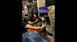 Husky Discovers His Uncle’s Voice Through Headset