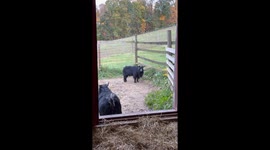 Flirtatious Pygmy Goat Has Some Unwanted Company!