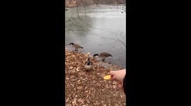 Goose Chases Cracker Across Ice