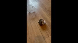 Hamster Sisters Fight