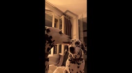 Two Dalmatians share an affectionate moment in Paris, France