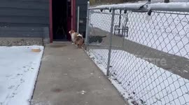 Dogs react to first snow in La Valle, Wisconsin, USA