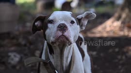 US: Forty-Seven Dogs Rescued From Brutal Dogfighting Operation In South Carolina