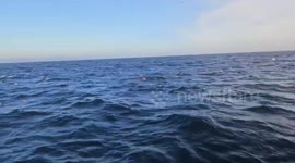 US: Massive Humpback Whale Erupts Behind Shocked Tourists Off Newport Beach