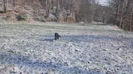 Dog enjoys snowfall in the Smoky Mountains, Appalachia, USA