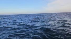 Whale leaps from water in front of boat full of tourists in California