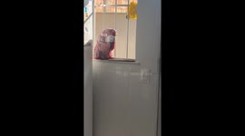 Playful pit bull tries to grab meat in Rio de Janeiro, Brazil