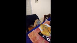 Mischievous cat attempts to snag pizza in Grand Bourg, Buenos Aires, Argentina