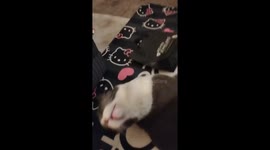 Expressive cat enjoys affectionate moment with owner in Coronado, California, USA