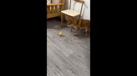 Chicks chase a scared dog in Zhejiang, China