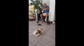 Playful dog tugs at sock in Mimizan, France