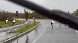 Rare red-crowned cranes amble across road holding up traffic in Japan