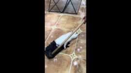 Pet dog clings to mop while owner cleans floor