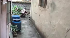 Officials battle for 3.5 hours using nets to rescue aggressive leopard from urban chaos, leaving two officers injured