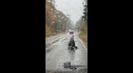 Sea lion blocks road during rain in Washington