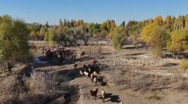 China: Camel milk industry becomes new growth driver in Xinjiang