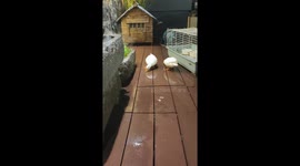 Cat hilariously tries to ride resting ducks in Zhejiang, China