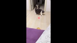 Cat chases paw-shaped laser light in Heilongjiang, China