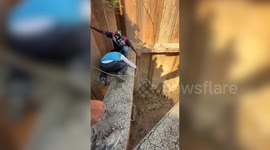 Crocodile measuring 9.5 feet, weighing 330 lb, rescued from 30-foot-deep pit using crane following hours of relentless effort