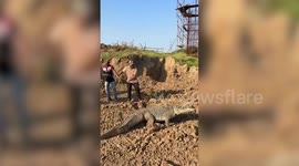 Huge 9-foot crocodile lifted out of deep well by crane in India