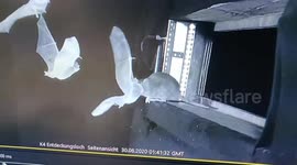 Scientists fear new pandemic after filming rats eating bats 3/4