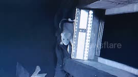 Scientists fear new pandemic after filming rats eating bats 4/4