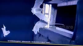 Scientists fear new pandemic after filming rats eating bats 2/4