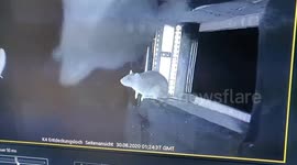 Scientists fear new pandemic after filming rats eating bats 1/4