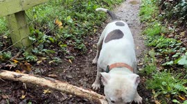 The Great Stick Struggle, a Staffie’s Determination