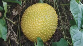 Rare Gac Fruit Turns Bright Yellow in Tropical Garden