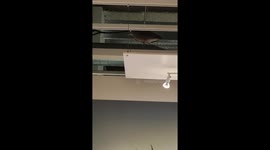 Heron takes a stroll on ceiling lights above shoppers in IKEA store