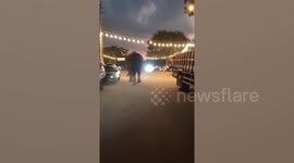 Elephant startled by wasp runs among busy traffic and terrified pedestrians