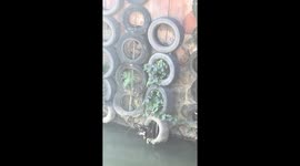 Stranded dog rescued from river using crane in China