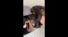 Head Massage While Trying to Sleep