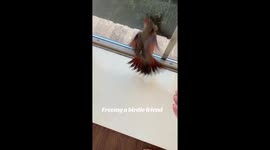 Musician frees trapped desert cardinal at nursing home—viral Instagram clip hits 77K views