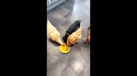 chickens and sausage dogs share food