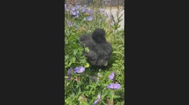 pet silkie in the garden