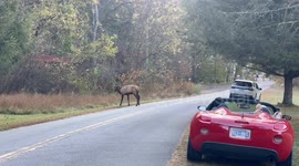Elk Walks Up to Cameraman During Rut Season